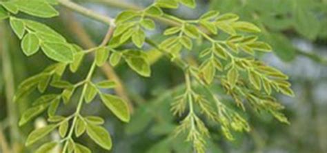 Moringa Fao Food And Agriculture Organization Of The United Nations