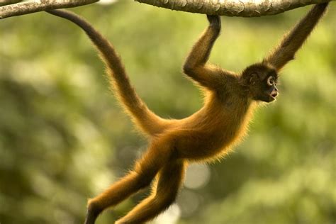 Let's get to know the way of living of the plants and animals inhabiting this ecosystem. 10 Amazing Tropical Rainforest Animals