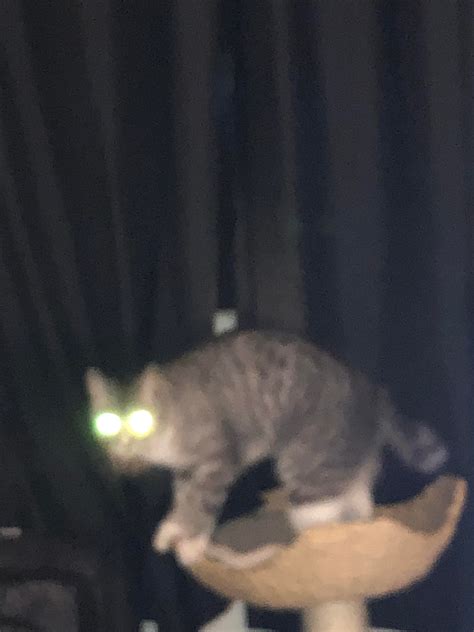 Blurry Picture Of A Cat Blurrypicturesofcats Blurry Pictures