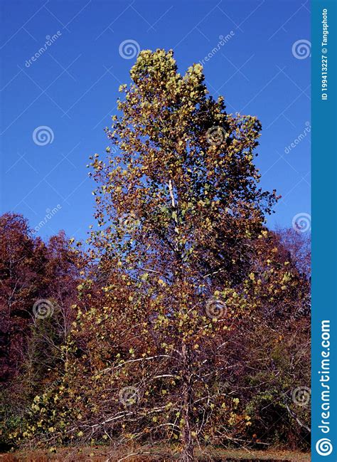 American Sycamore Tree 34689 Stock Image Image Of Trees November