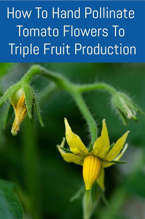 how to hand pollinate tomato flowers to triple fruit production in 2021 pollination tomato