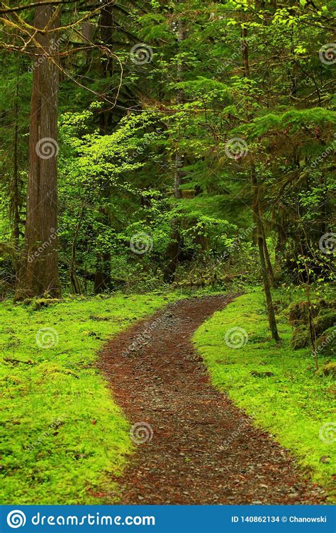 Pacific Northwest Forest Hiking Trail Stock Photo Image Of Trees