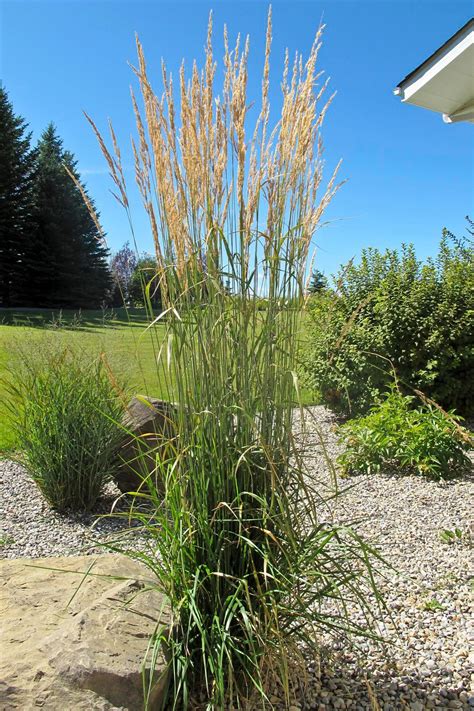 Landscaping Articles Karl Foerster Feather Reed Grass The