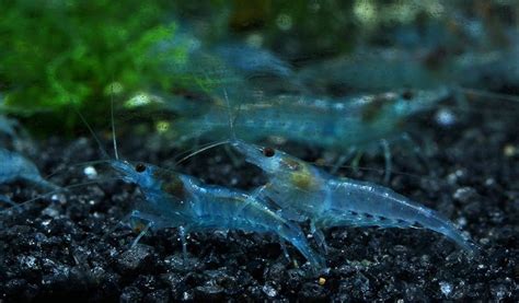 Two Blue Shrimp Are Sitting On The Ground