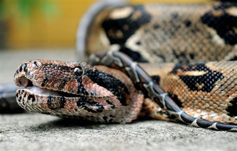 I Have A Boa Constrictor Stuck To My Face Woman Tells 911 Dispatcher