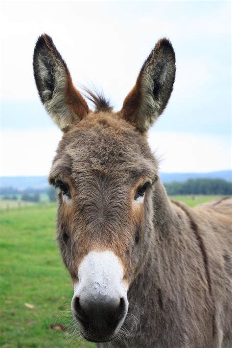 Free Image On Pixabay Donkey Lelkendorf Gray Donkey Weird Animals
