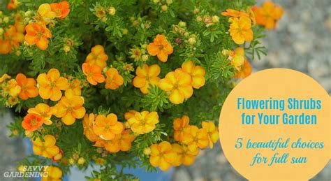We did not find results for: Flowering shrubs for your garden: 5 beauties for full sun