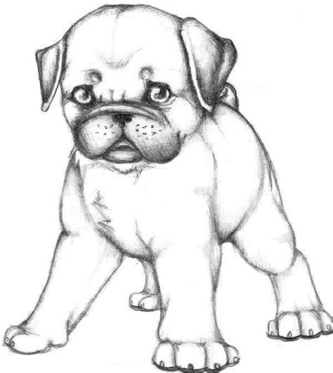 Pug Coloring Pages For Adults Make Wonderful World With Coloring