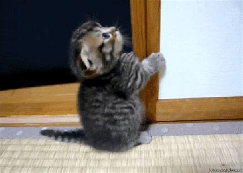 5000+ Gambar Kucing Lucu, Imut dan Paling Menggemaskan Sedunia - Ekor9.com