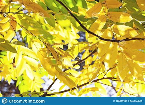 Yellow Bright Leaves In Sunlight Golden Autumn The Rays Of The Sun