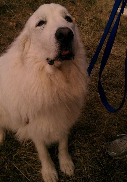 Colorado Great Pyrenees Rescue Community Saving Sam The Long Road Home