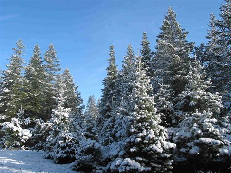 The History Of The Christmas Tree Farm And Where To Find The Perfect