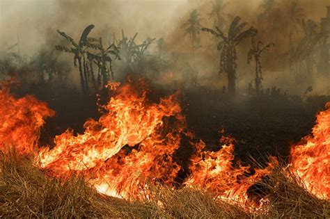 Kebakaran Hutan Terparah Dalam Sejarah