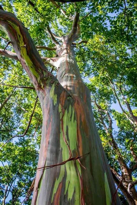 Best Maui Sights The Magical Rainbow Eucalyptus Trees Road To Hana