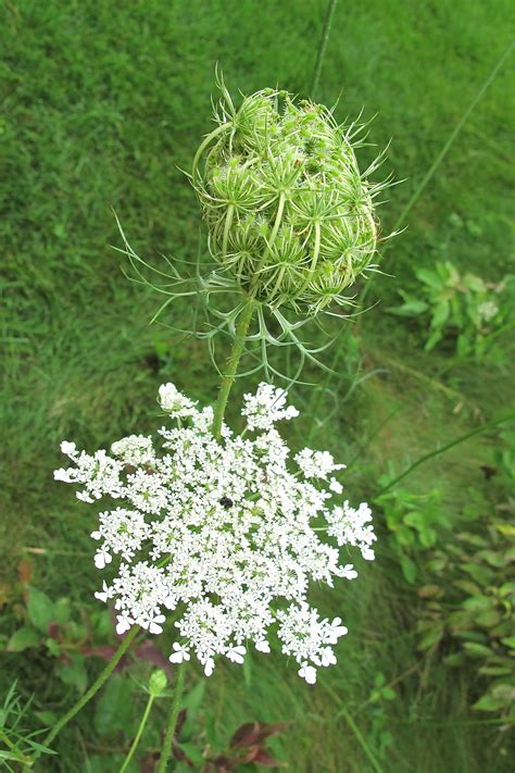 Queen Annes Lace With Images Queen Annes Lace Flowers Queen Anne
