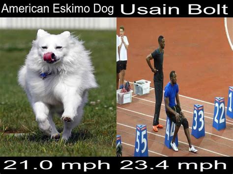 American Eskimo Dog Facts You Should Know With Pictures 2022