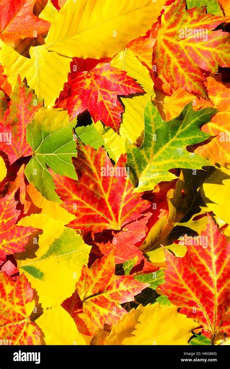 Colorful Autumn Leaves Abstract Stock Photo Alamy