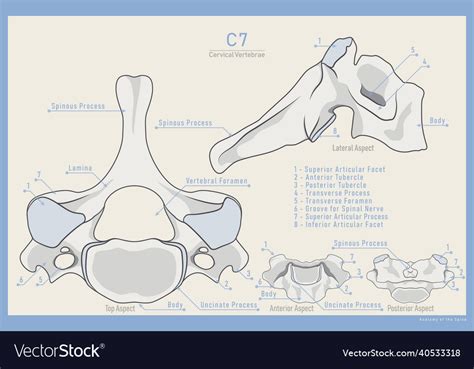 Anatomy Of The 7th Cervical Vertebra Royalty Free Vector
