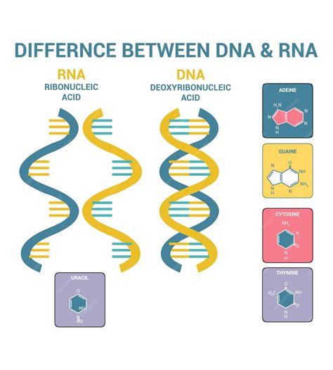 Difference Between Dna And Rna Structures