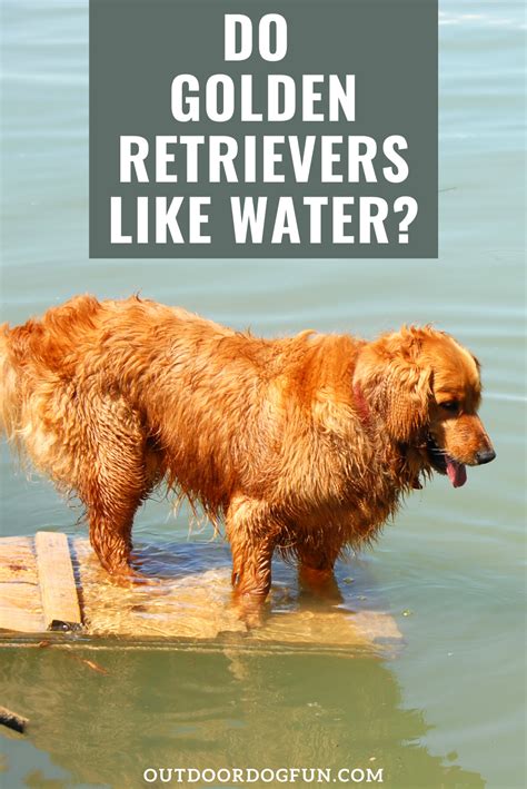 Do Golden Retrievers Like Water Hiking Dogs Golden Retriever Dog