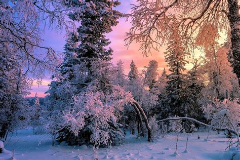 Winter Morning Trees Colors Sky Snow Hd Wallpaper Pxfuel