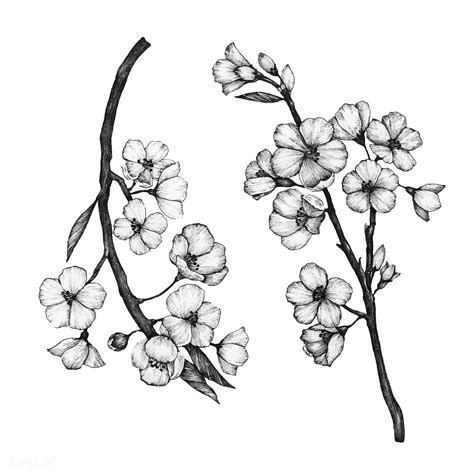 Download Premium Vector Of Hand Drawn Of Sakura Flower 406243 Flower
