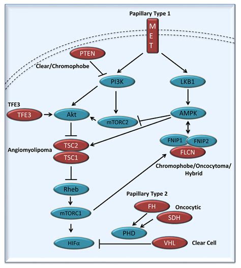 Simplified Representation Of The Kidney Cancer Gene Pathways Kidney