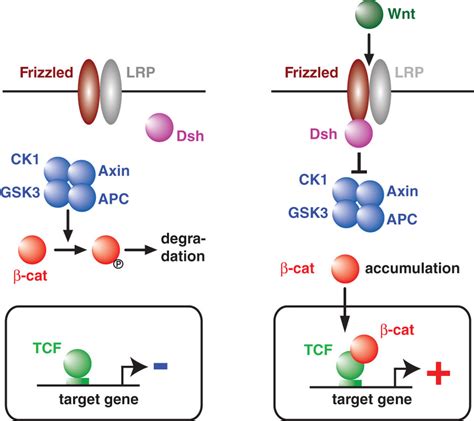 Wnt Catenin Signaling Pathway