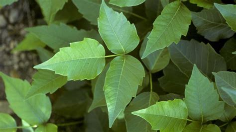 How Is Climate Change Making Poison Ivy Worse Backpacker