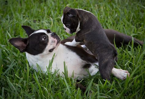 Boston Terrier Puppy Meets His New Brother And Shows Him