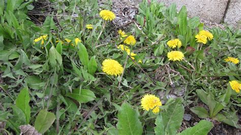 Best Way To Get Rid Of Dandelions Hgtv