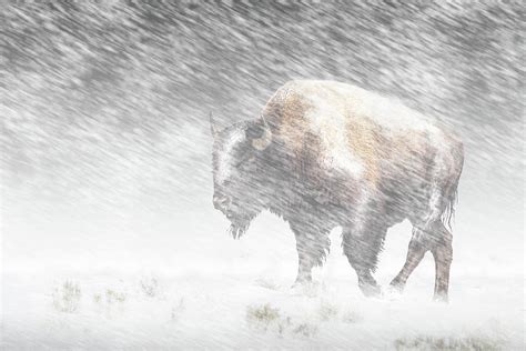 Buffalo In Winter Snow Storm In Yellowstone National Park Photograph By