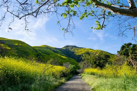 Mustard Plant Covered California Mountains Stock Photo Image Of