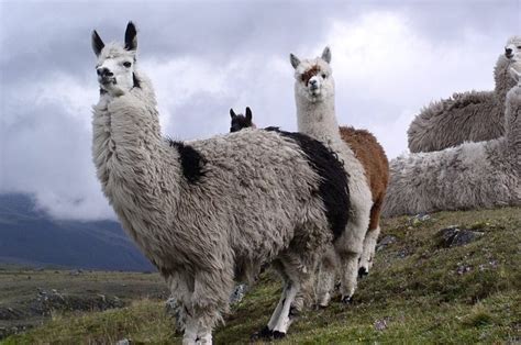 South american nomad, indigenous inhabitants of south america living as nomadic hunters, gatherers, and fishers. Llama - Description, Habitat, Image, Diet, and Interesting ...