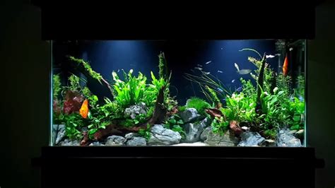 How To Planted Aquarium Tutorial 55 Gallon Aquascape With Discus