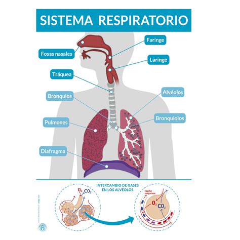 Panel Sistema Respiratorio Masterwise