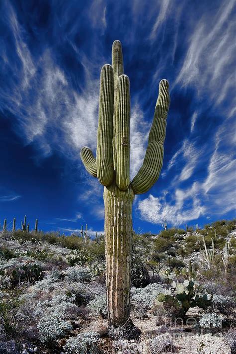 Arizona Saguaro Cactus Photograph By Henry Kowalski