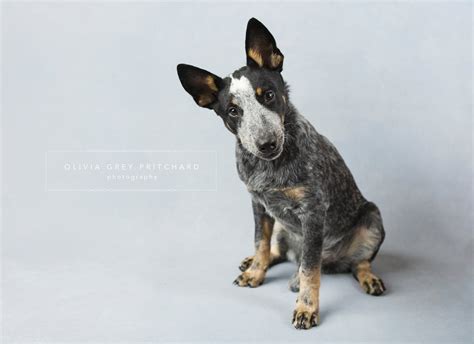 Dart The Blue Heeler Pup New Orleans Pet Photographer Olivia Grey