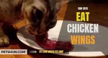 Cats And Cooked Meat Is It Safe For Felines Petshun