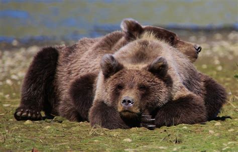 Alaska Brown Bears My Wanderlust