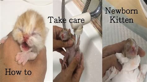How To Take Care Of Newborn Kitten After Birth Youtube