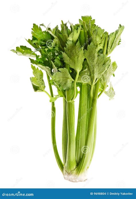 Green Celery Leaves Stock Photography 9795998