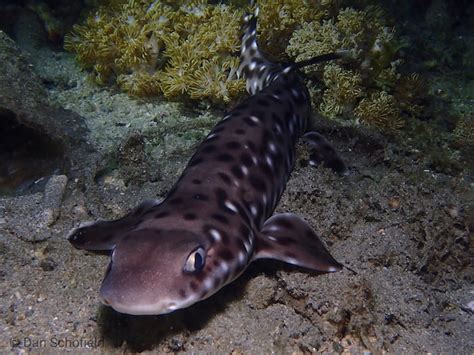 Coral Cat Shark In Lembeh Strait Two Fish Divers