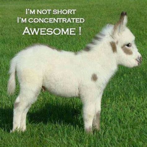 Cute Donkey Quotes Quotesgram
