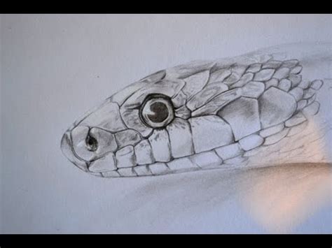How to Draw a Snake - YouTube