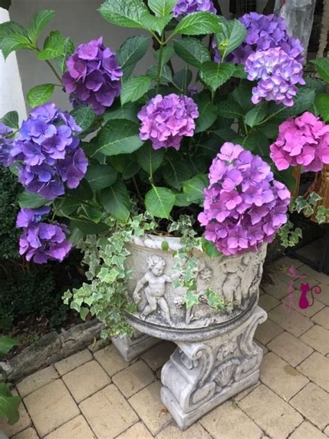 Allergies to cats are one of the most common allergies among human individuals. Magical Cats | Flowers, Front garden, Hydrangea