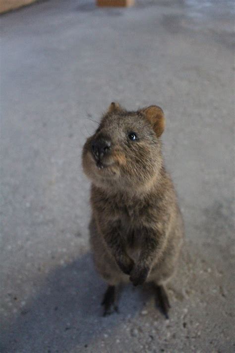Quokkas and birds on rottnest island have been known to deliver a nasty bite as well as carry diseases like salmonella. Experience Perth Like a Local - Perth