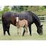 Small Scale Success Responsible Boutique Horse Breeders – The