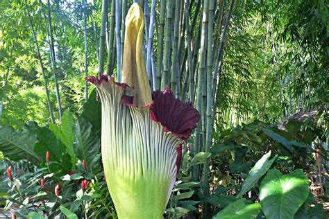8 Of The Biggest Flowers On Earth