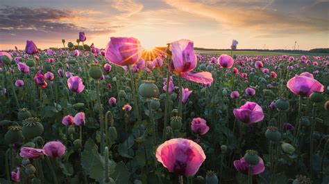 Earth Poppy Pink Flower During Sunrise Hd Flowers